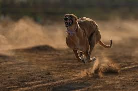 super dog dogs greyhound puppy dog anatomy