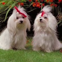 Best answers the cost to adopt a maltese is around $300 in order to cover the expenses of caring for the dog before adoption. Puppyfind Maltese Puppies For Sale