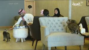 صباح العربية مقهى للقطط في جدة