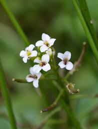 Image result for Rorippa madagascariensis
