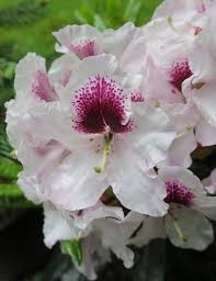 Rhododendron Sapporo Grows On You Rhododendron Daylily Garden Day Lilies