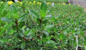 Image result for Cliffortia