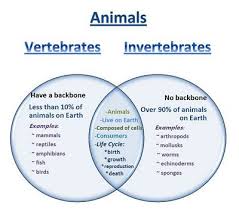 Learning Ideas Grades K 8 Venn Diagram Vertebrates And Invertebrates Vertebrates And Invertebrates Vertebrates 6th Grade Science