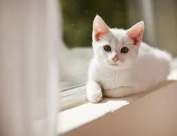 How Old Is Your Cat In Human Years