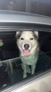 Lost Husky Dog in Ogden, Utah, Found and Taken to Weber County Animal  Shelter