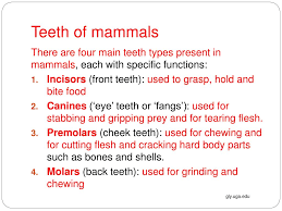 Ppt Patterns In Nature Topic 12 Heterotrophs Obtaining