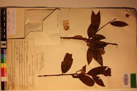 Image result for Anisophyllea boehmii