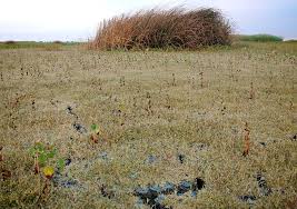 Image result for Crypsis schoenoides