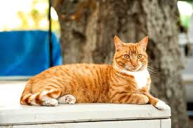 Tabbies are also playful, intelligent, vocal and affectionate, so keep these characteristics in mind when choosing names for tabby cats. 145 Most Popular Names For Tabby Cats In 2021 We Re All About Cats