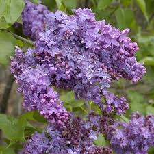 Image result for Syringa prestoniae