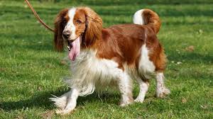 Image result for velššpringršpaněl