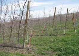Using the ground as an anchor. Constructing A Trellis Good Fruit Grower