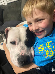 Small high energy dog for adoption?