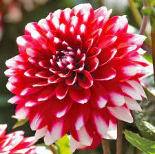 Check spelling or type a new query. Dahlia Red White Giant De Groot Inc Perennials Daylilies Fruits Vegetables Shrubs Bulbs