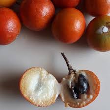 Image result for Manilkara