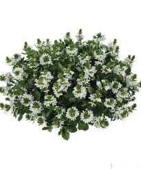 Image result for foto Vějířovka