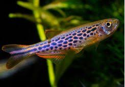 By that i think they mean a predator. Tropical Freshwater Schooling Aquarium Fish For Sale At Azgardens Com
