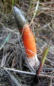 Image result for Mutinus elegans