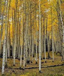 Features 30 x 40 uv ink giclee on canvas 100% waterproofed canvas hang in all weather conditions mounting hardware included this weatherproof art piece shows the beautiful colors of autumn and will never bleed, fade, warp, and can withstand even 60. 10 Ways To Enjoy The Best Fall Aspen Trees In Colorado