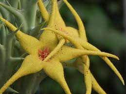 Image result for Orbea caudata