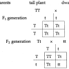 Printables of chapter 10 dihybrid cross worksheet answers. 1