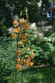 Image result for Lilium martagon `Chameleon`