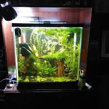 Some Shrimp Shots And Progress Pics Of My Dirted No Co2 No Ferts Planted Tank Started This Up 4 Months Ago And I Think Its Grown In Nicely Aquarium Shrimp