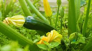 Drizzle hot zucchini with juice from one of the wedges; Growing Zucchini Garden Season Guide From Planting To Harvesting