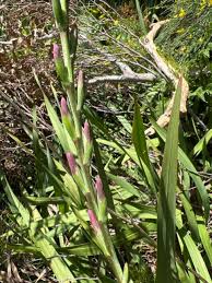 Image result for Watsonia borbonica