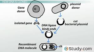 Multiplying the plasmid in bacteria and recovering the cloned construct for injection; Dna Cloning Definition And Process Video Lesson Transcript Study Com