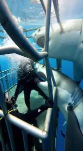 Sharks Attack Tourist Cage: A Thrilling Underwater Encounter ...