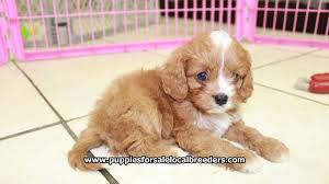 We offer only the highest quality puppies available from our usda licensed breeders. Ruby Red Cavapoo Puppies For Sale In Georgia At Puppies For Sale Local Breeders