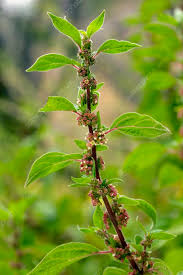 Image result for Parietaria