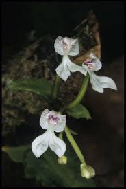 Image result for Disperis