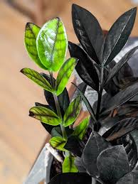 Propagating zz plants is easy but can take up to nine months or more. How To Care For The Stunning Raven Zz Plant How To Propagate It