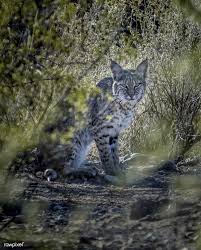 Bobcat On Big Bend National Park Texas Free Image By Rawpixel Com Big Bend National Park Wild Cats Big Bend