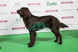 Labradors shed significantly more and either trait can be carried over to an offspring. 2018 Best Of Breed German Longhaired Pointer Be Lux Ch Meck