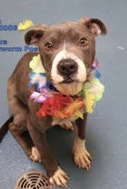 Guardian angel pet rescue el paso. 1 13 19 On Kill List At Memphis Animal Services Act Quickly This Is A Very High Kill Facility Dog Adoption Fur Kids Animal Crackers
