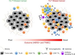 This is why you often see the primary symbol of this sign, a if you are a cancer, you have abilities that other signs simply do not have. Jci Insight Tumor Infiltrating B Cells Signal Functional Humoral Immune Responses In Breast Cancer