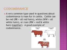 Codominance, in genetics, phenomenon in which two alleles are expressed to an equal degree within an organism. Best Morning News Codomiance In Genetics Refers To Genetics Basics Difference Between Codominance And Incomplete Dominance Youtube The Important Part Is That The Offspring With Express Each Allele Independently Such As Having