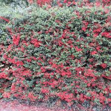 Image result for Pyracantha coccinea red column