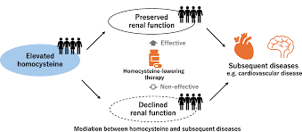 Image result for Renal Function