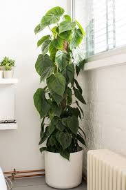 The 18 Best House Plants To Grow Inside Inside House Plants Small Indoor Plants Bathroom Plants