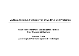 Unter anderem ist sie essentiell für die synthese von proteinen. Https Silo Tips Download Aufbau Struktur Funktion Von Dna Rna Und Proteinen