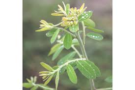 Image result for Phyllanthus polyspermus