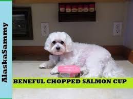 She is currently on beneful puppy dog food. Beneful Dog Food Review Chopped Blends Salmon Youtube
