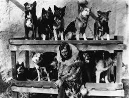 Going Beyond Balto Film Shows Life Saving Dog Run Alaska News Newsminer Com