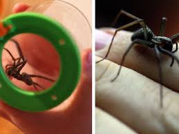 Image result for große winkelspinne biss haut reaktion