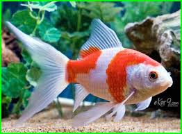 Ikan Komet Ikan Cantik Penghias Aquarium Dengan Harga Termurah Ikan Aquarium Ikan Mas
