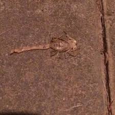 Your service starts with a thorough inspection of your home. Anchor Pest Control Pest Control 3938 E Esplanade Ave Gilbert Az Phone Number